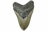 Serrated, Fossil Megalodon Tooth - North Carolina #311088-1